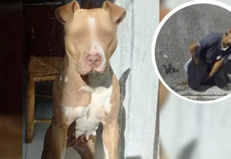 sujeto_abusa_de_perrita