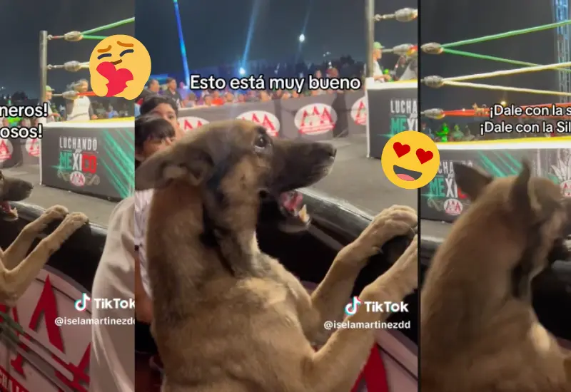 perrito-lucha-libre