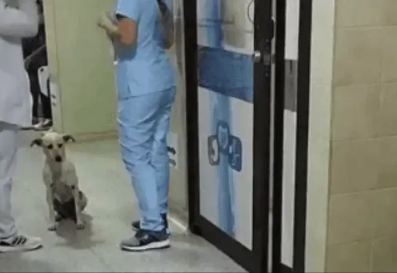 perrito_espera_a_su_humano_hospital