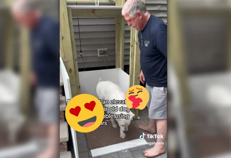 construyen_elevador_para_perrita_mayor