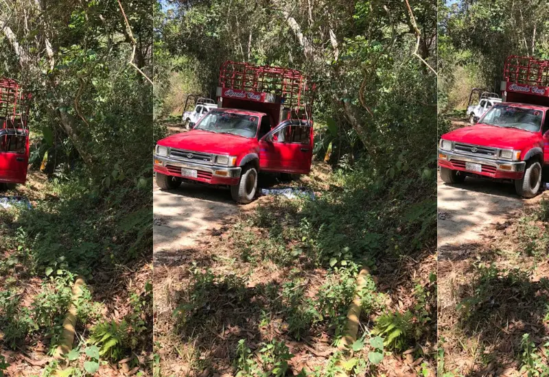 ataque_ganadero_en_carretera_huanacaxtle
