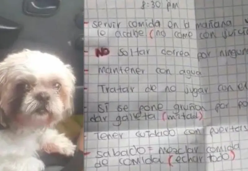 perrito 