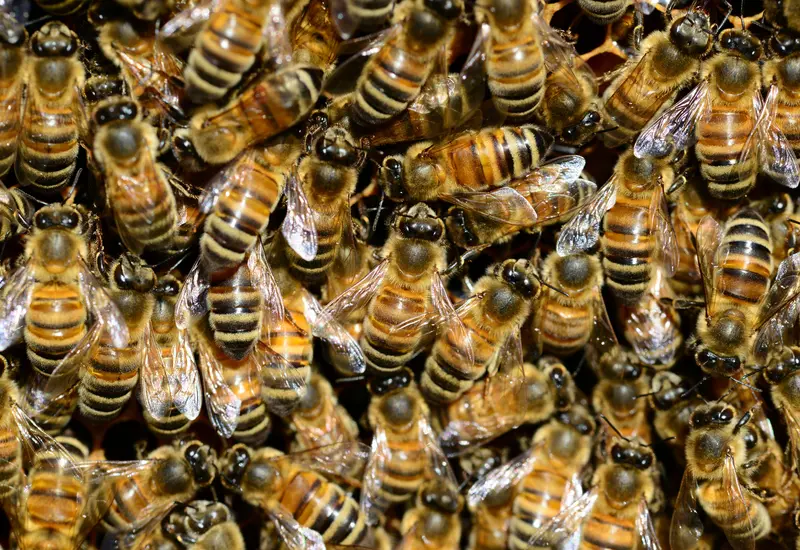 enjambre_de_abejas
