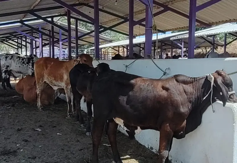 ganaderia-huatulco2