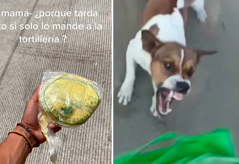 robo-tortillas-perro 