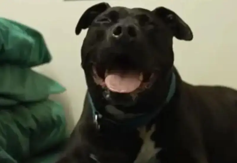 adoptan_a_caesar
