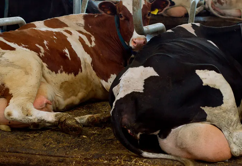 vacas 