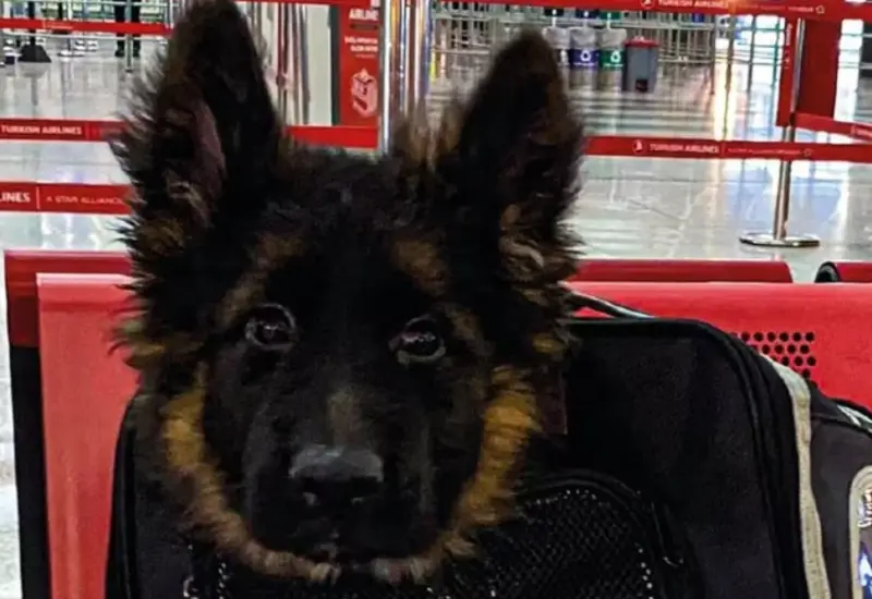cachorro_donado_por_turquia