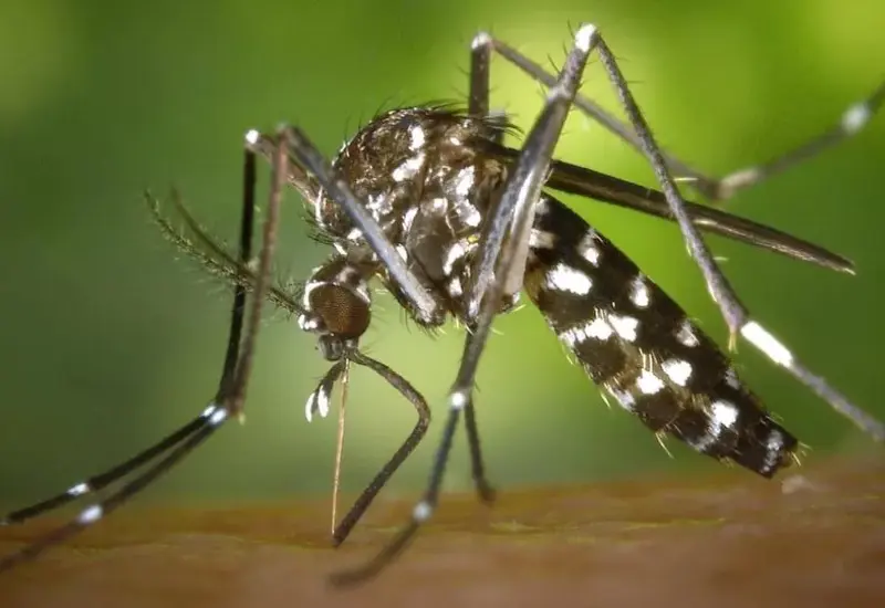 mosquito 