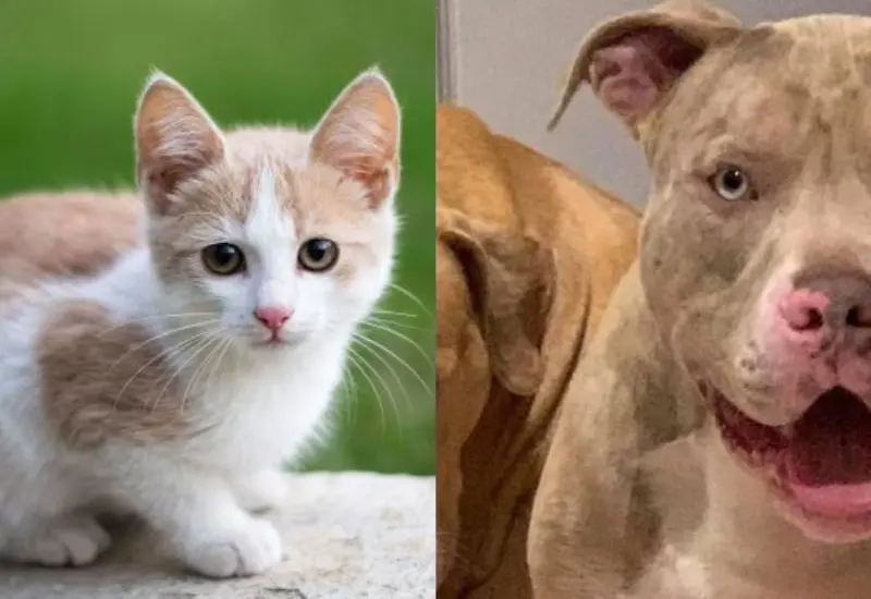 gato_es_asesinado_por_pitbull