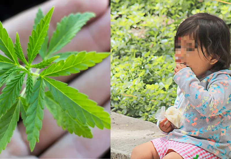 niños-cannabis