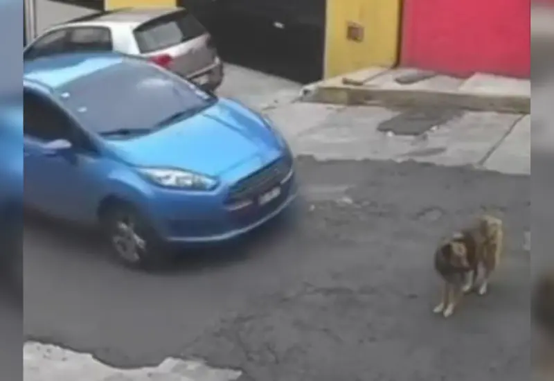 conductor_arrolla_perrita_a_proposito
