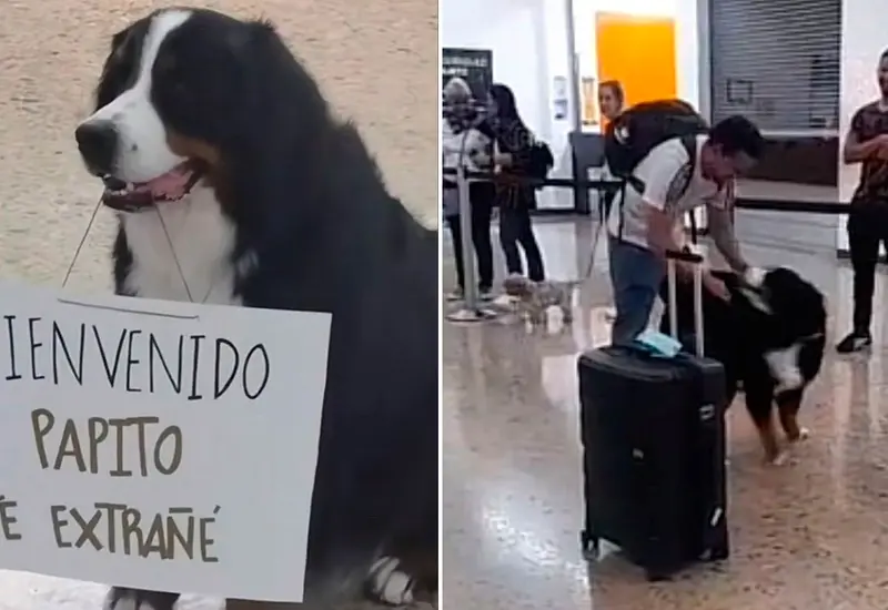 perrito 