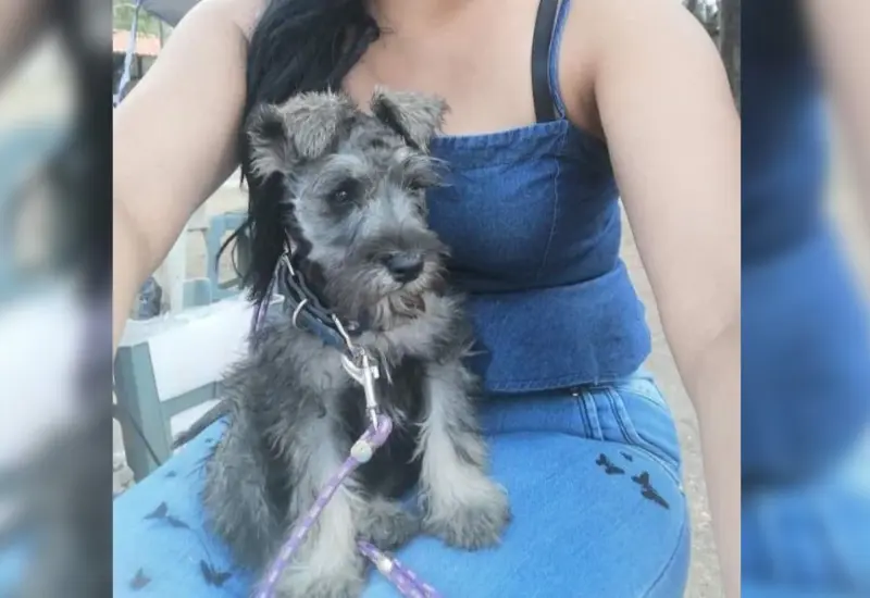 perrito_agredido_por_vecino