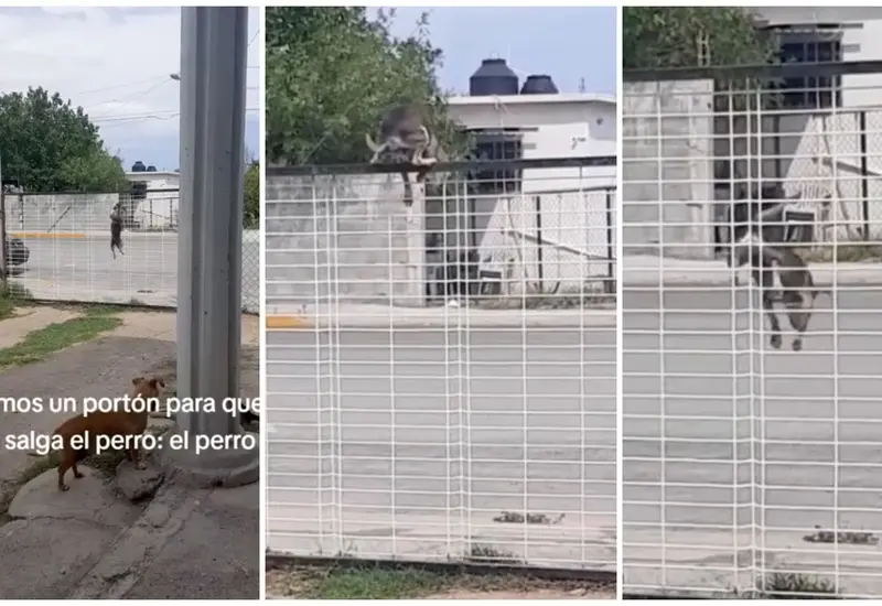 perro_araña_trepa_rejas