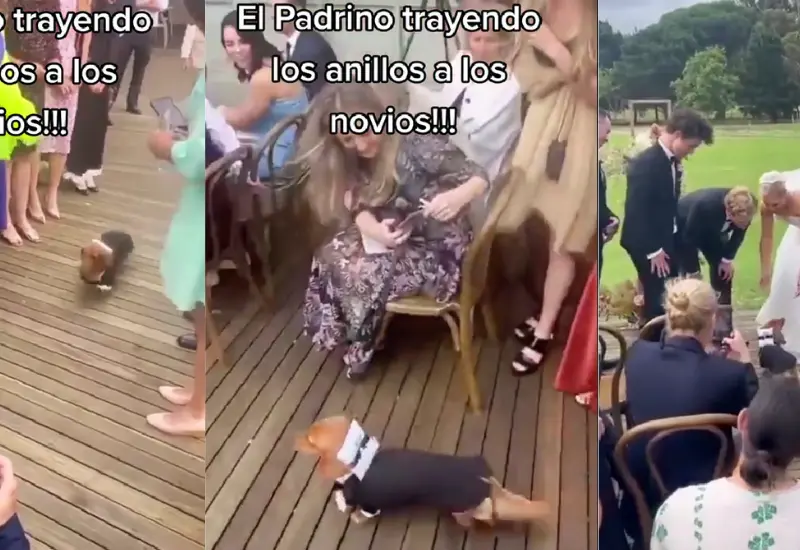 perro-boda