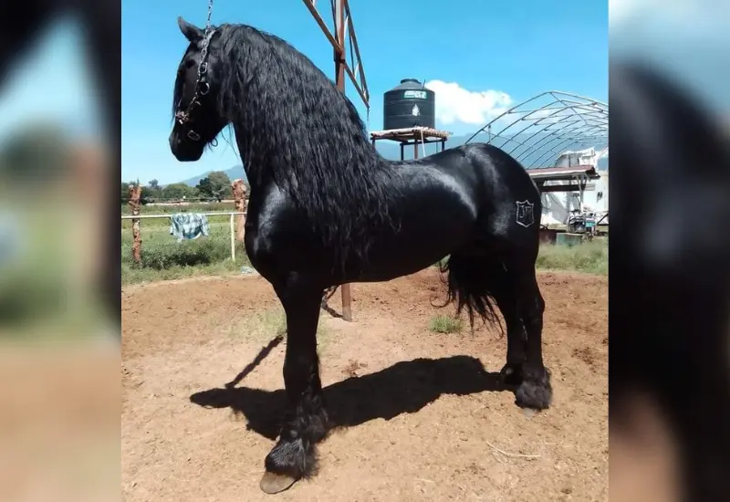 ultiman_velador_y_roban_caballos