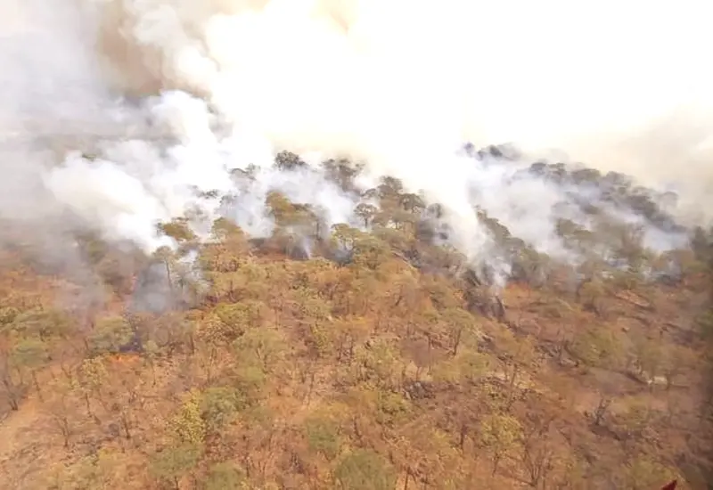 bosque_ardiendo