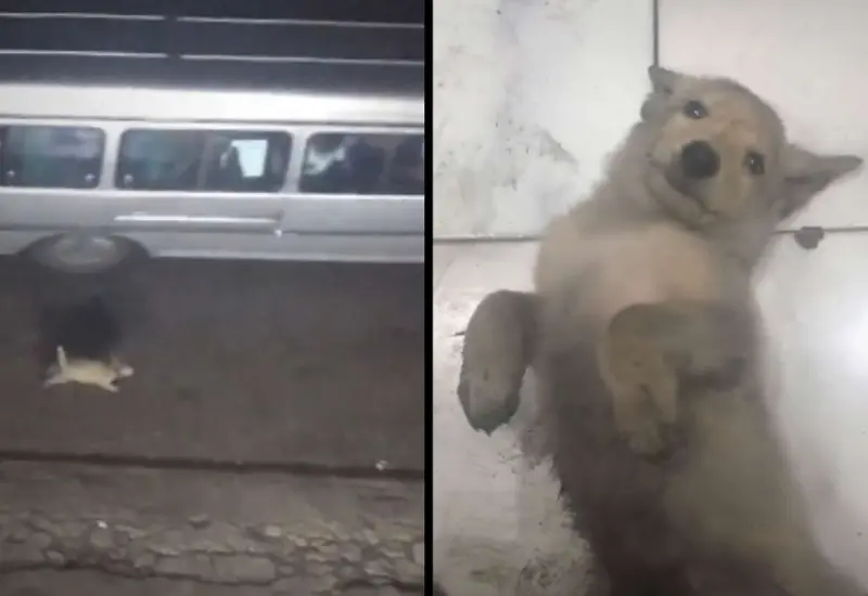 abandonan_perrito_en_calle_lo_rescatan