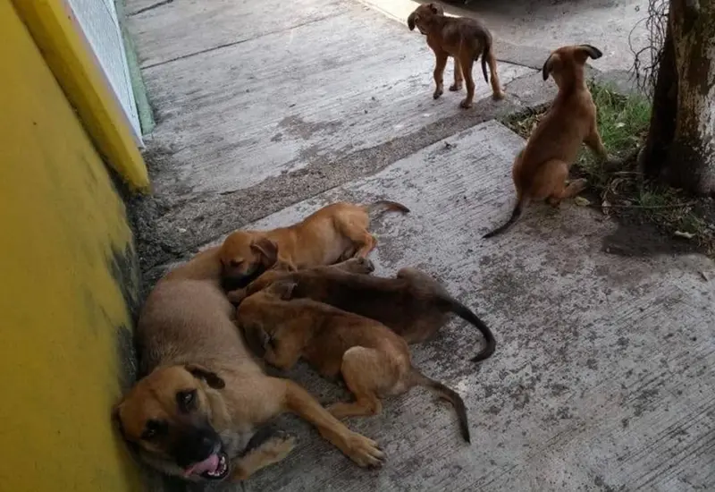 animales-oaxaca