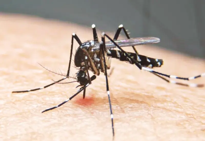 dengue-en-oaxaca