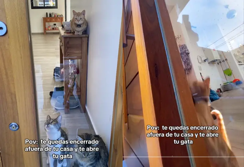 gatito_abre_puerta_a_su_humano