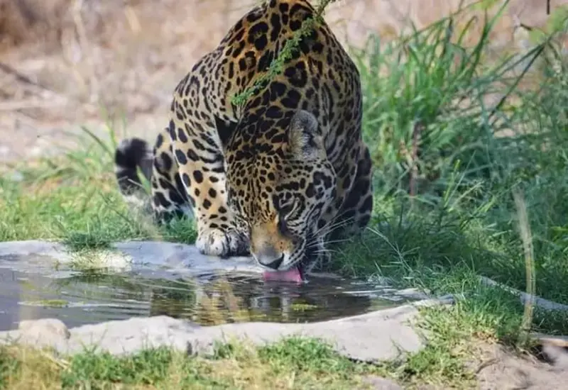 jaguar-oaxaca