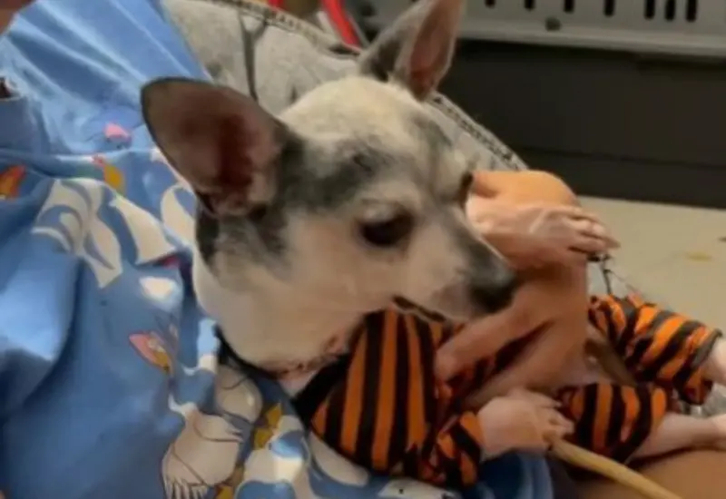 perrita_disfruta_cama_por_primera_vez