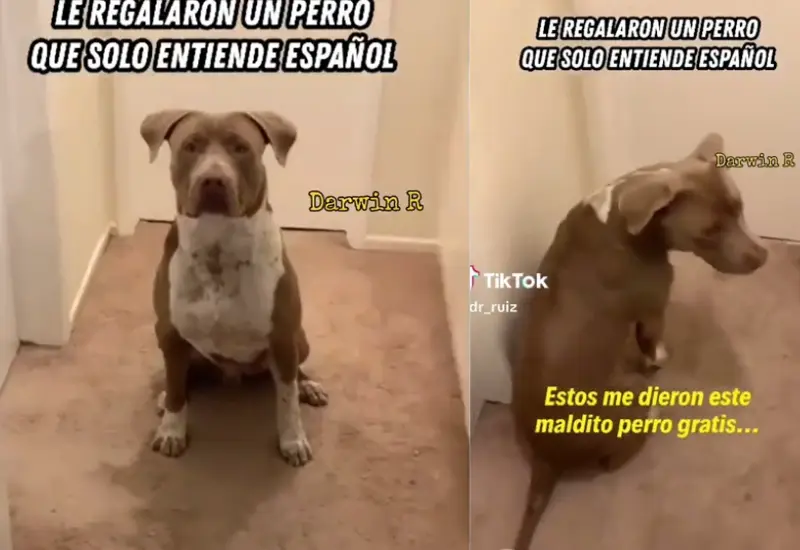 mascota_entiende_español_dueño_habla_ingles