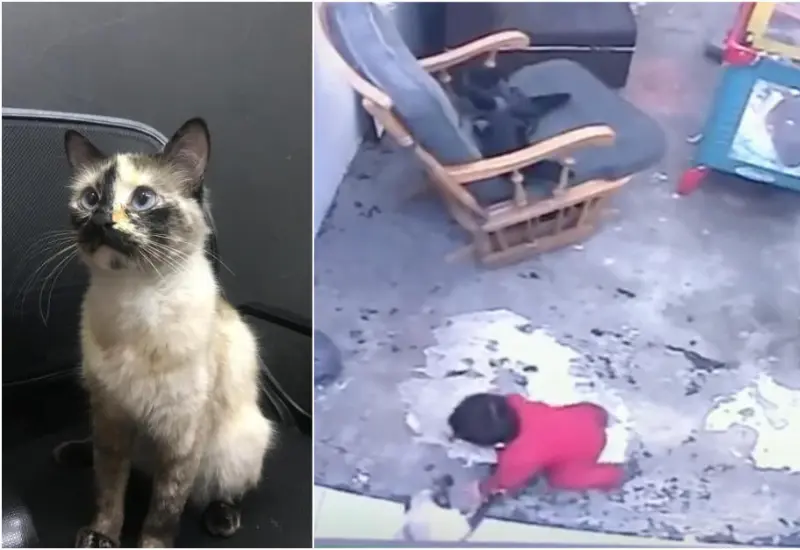 gatito_salva_bebe_de_caer_escaleras