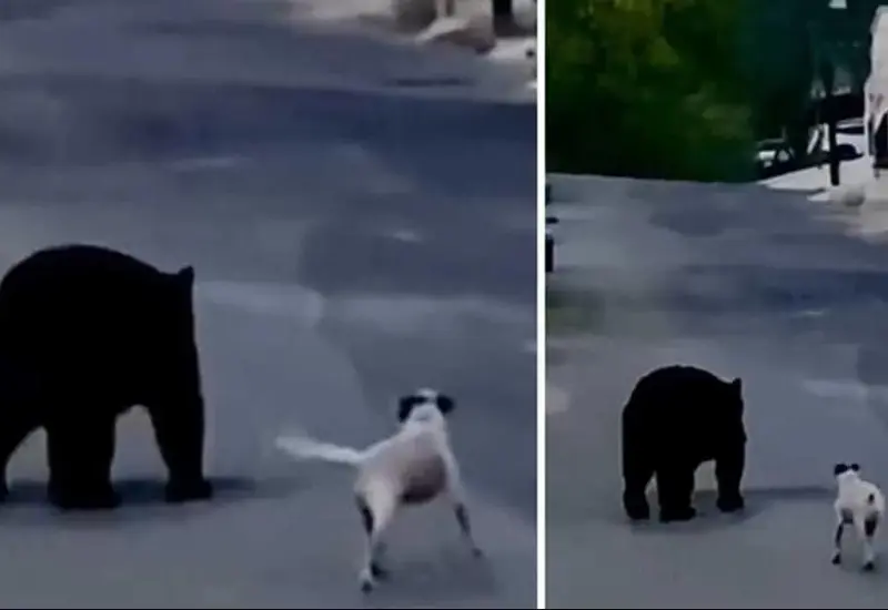perro_corre_a_oso_ladra