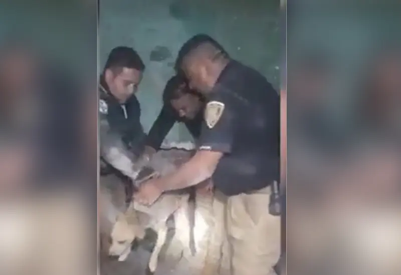lomito_atrapado_entre_2_bardas