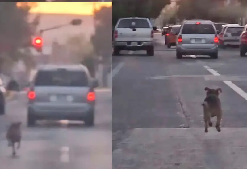 perrito_persigue_camioneta_lo_abandonan