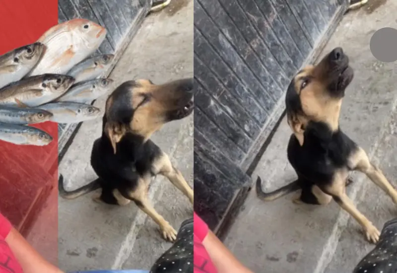 perrito_vende_mariscos_en_puesto