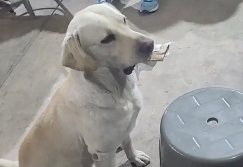 perrito_intercambia_objetos_por_comida