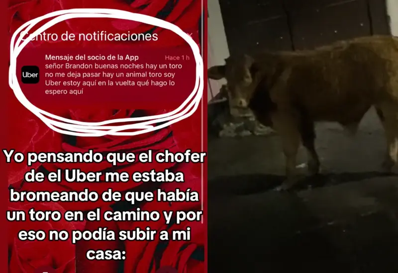 toros_impiden_paso_conductor_uber