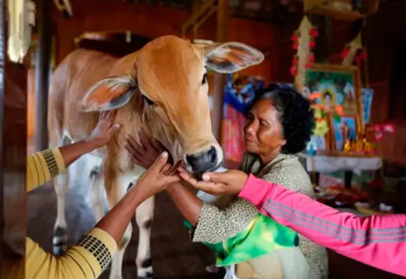 mujer_se_casa_con_vaca