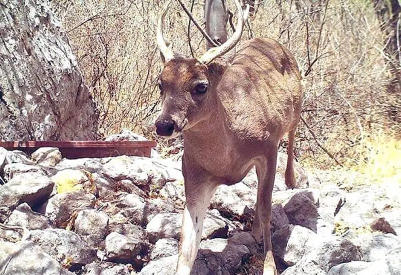 caza_venado_cola_blanca_mixteca