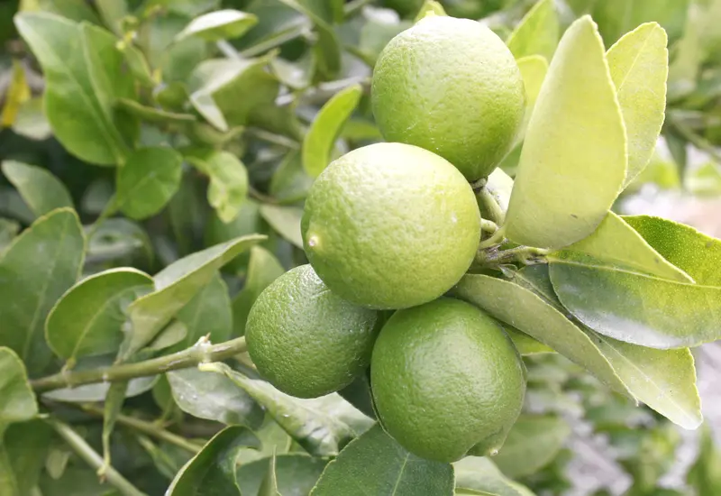 Limón