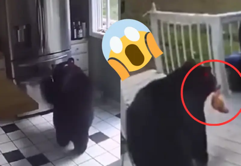 Oso