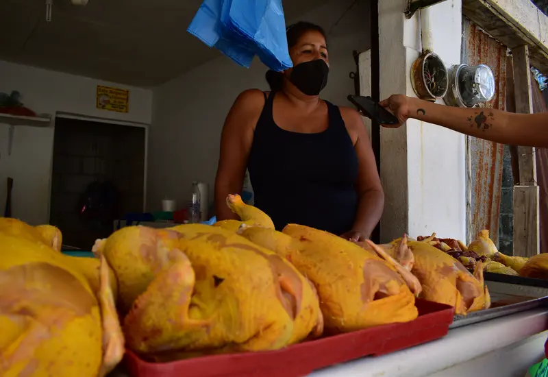 Pollo