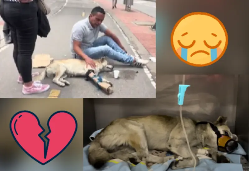 Perro