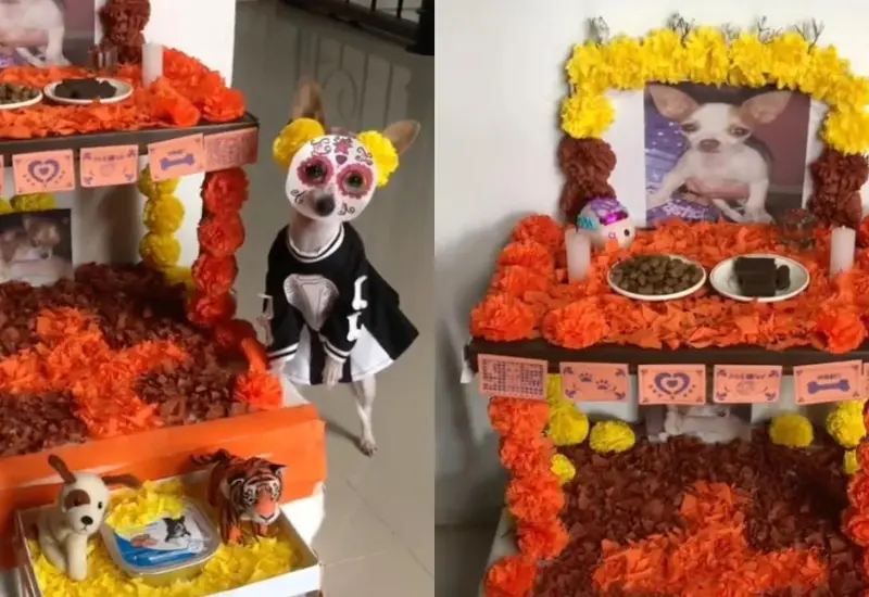 altar_para_mascotas_fallecidas