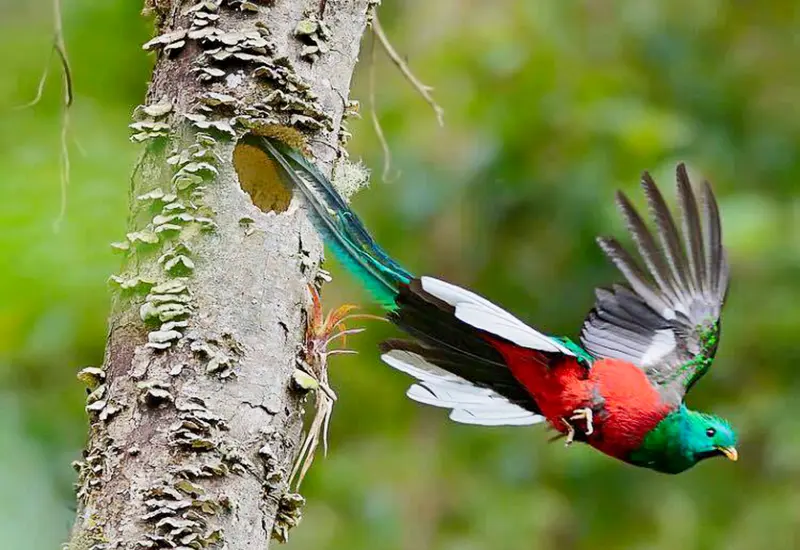 especies_comercializadas_en_peligro_extincion