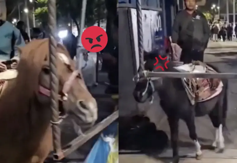 burros-ponys