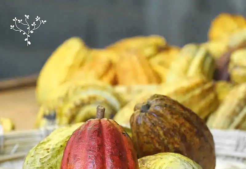 Cacao