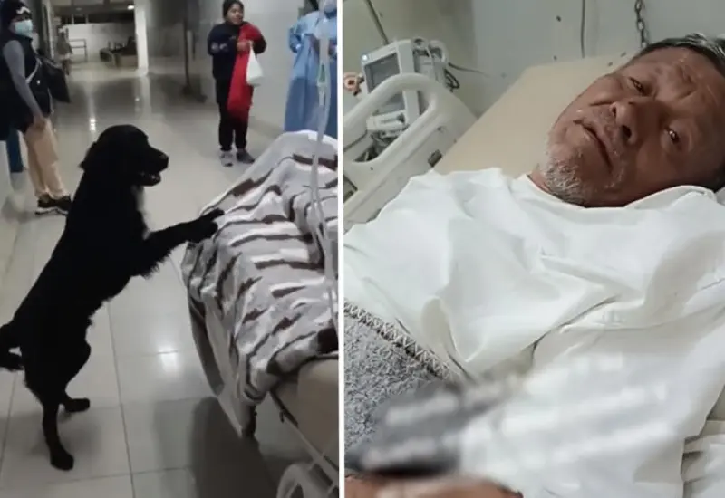 enfermo_terminal_pide_adopten_perrito