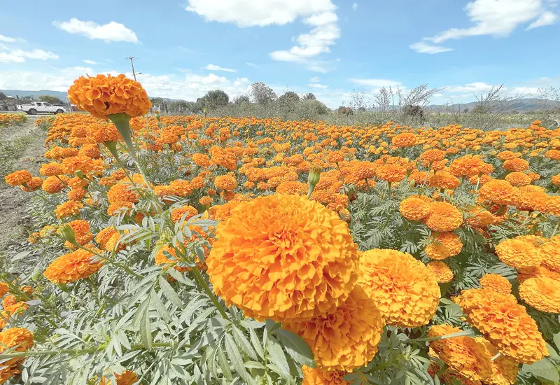 flor-cempasuchil-oaxaca