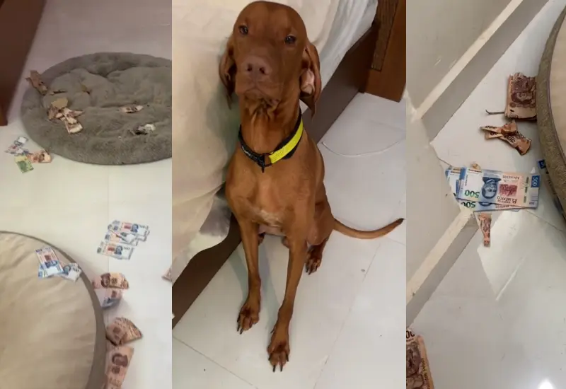 collage-perro-dinero