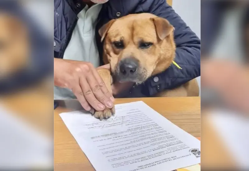 lomito_boris_firma_contrato_laboral